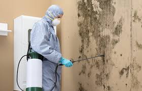 Mold Documentation for Insurance Claims in Tipton, IA